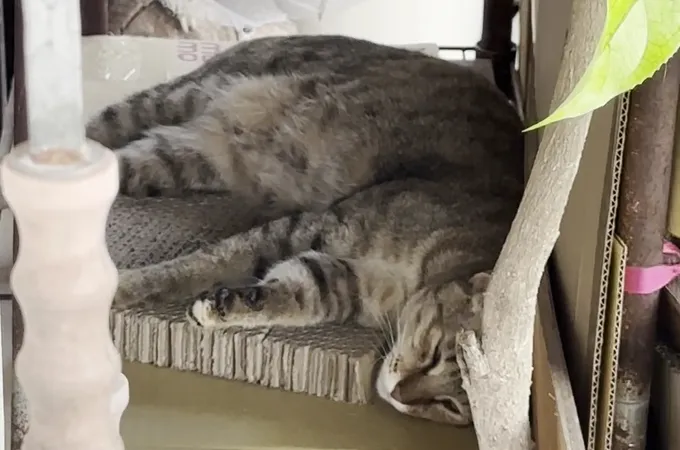 正麒牙醫診所 照片 4