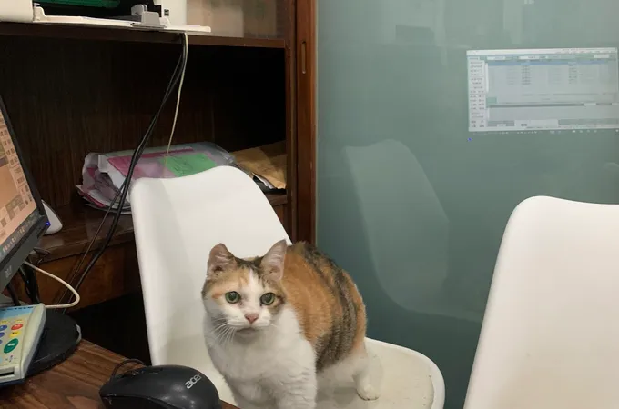 東港馬光中醫診所 照片 3