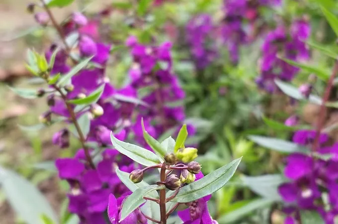 屏東縣枋寮鄉衛生所 照片 5