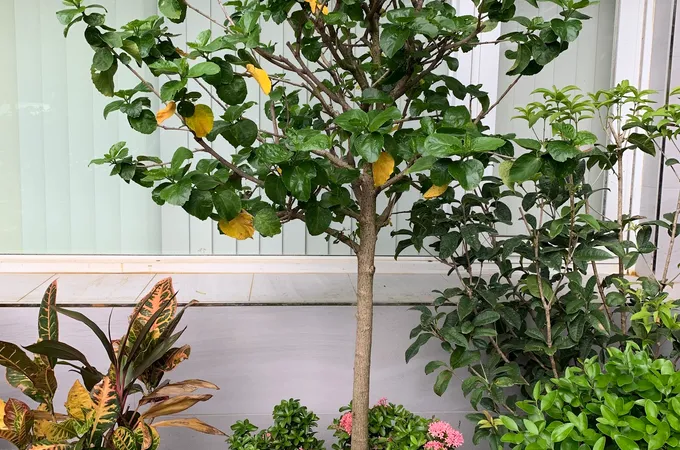 向虹牙醫診所 照片 9