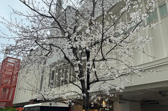 雅典娜美學診所