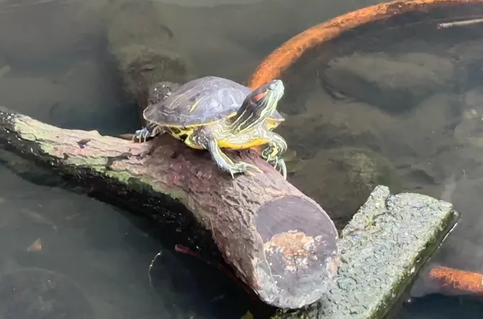 新北市淡水區衛生所 照片