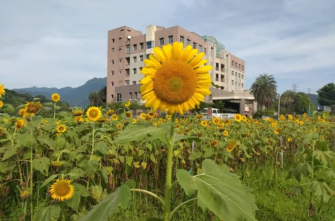 國立臺灣大學醫學院附設醫院金山分院