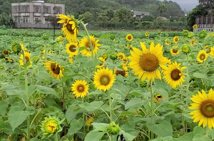 國立臺灣大學醫學院附設醫院金山分院 照片