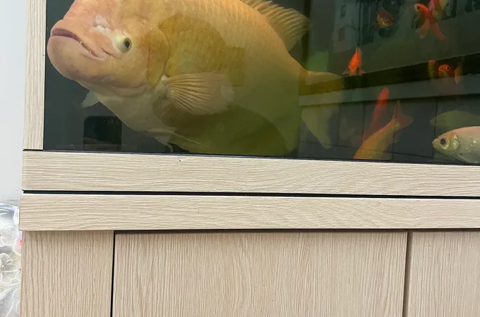 路易牙醫診所