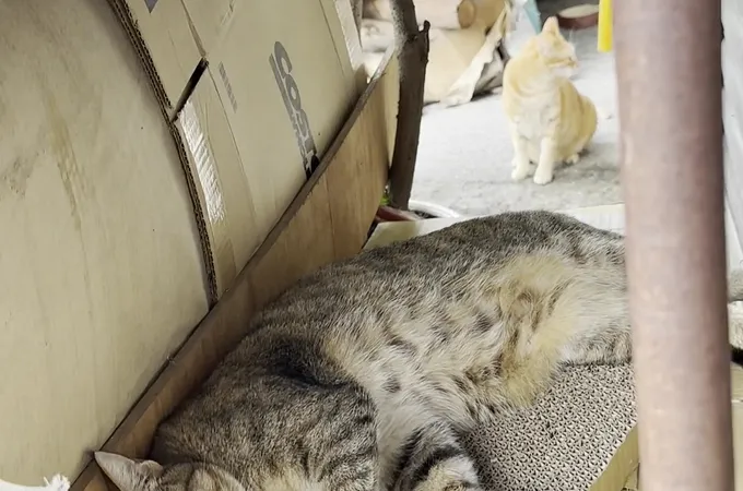 正麒牙醫診所 照片