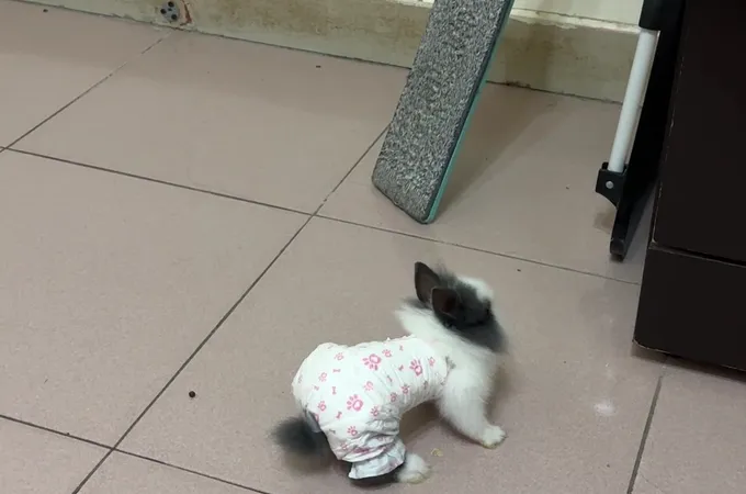 迪生牙醫診所