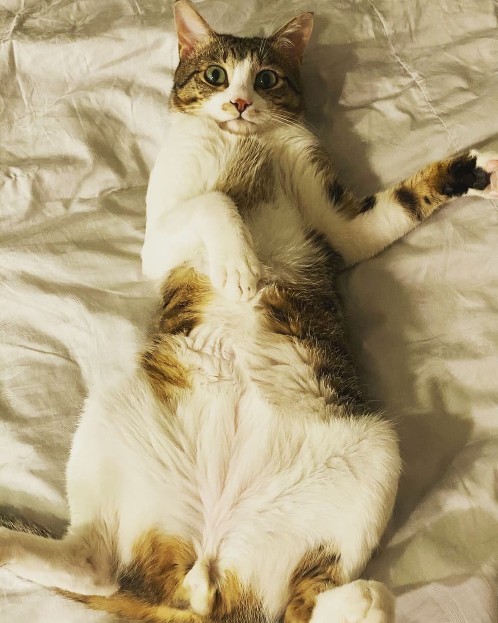 魔滴隆乳選多大才不會從金多美變金多「巨」？